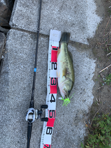 ブラックバスの釣果