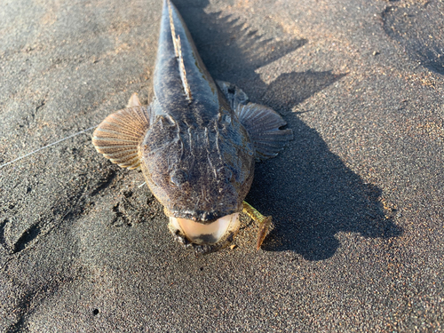 コチの釣果