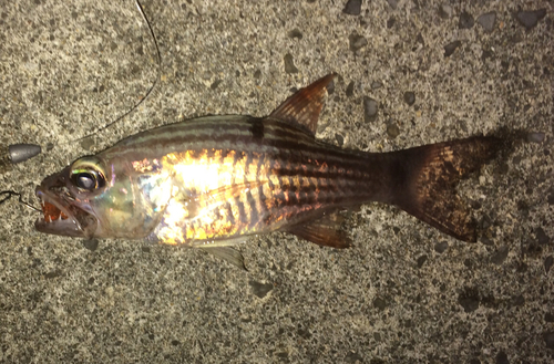 リュウキュウヤライイシモチの釣果