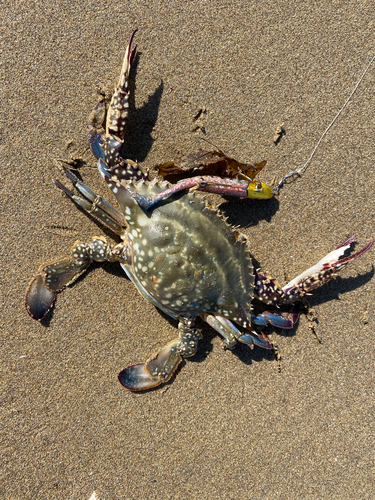 ワタリガニの釣果