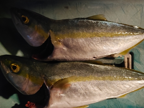 ツバスの釣果