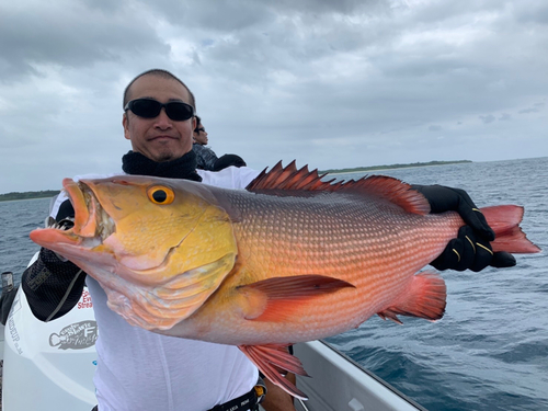 バラフエダイの釣果