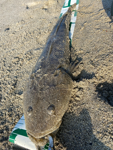 マゴチの釣果