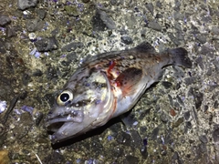 クロソイの釣果
