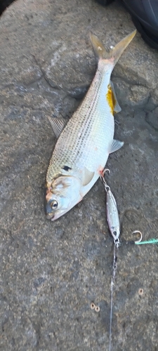 コノシロの釣果