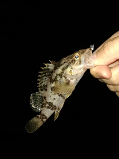 タケノコメバルの釣果