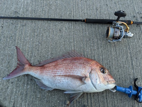 マダイの釣果