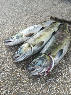 アキアジの釣果