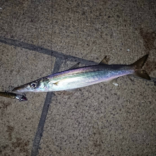 カマスの釣果