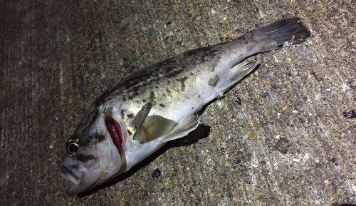 クロソイの釣果