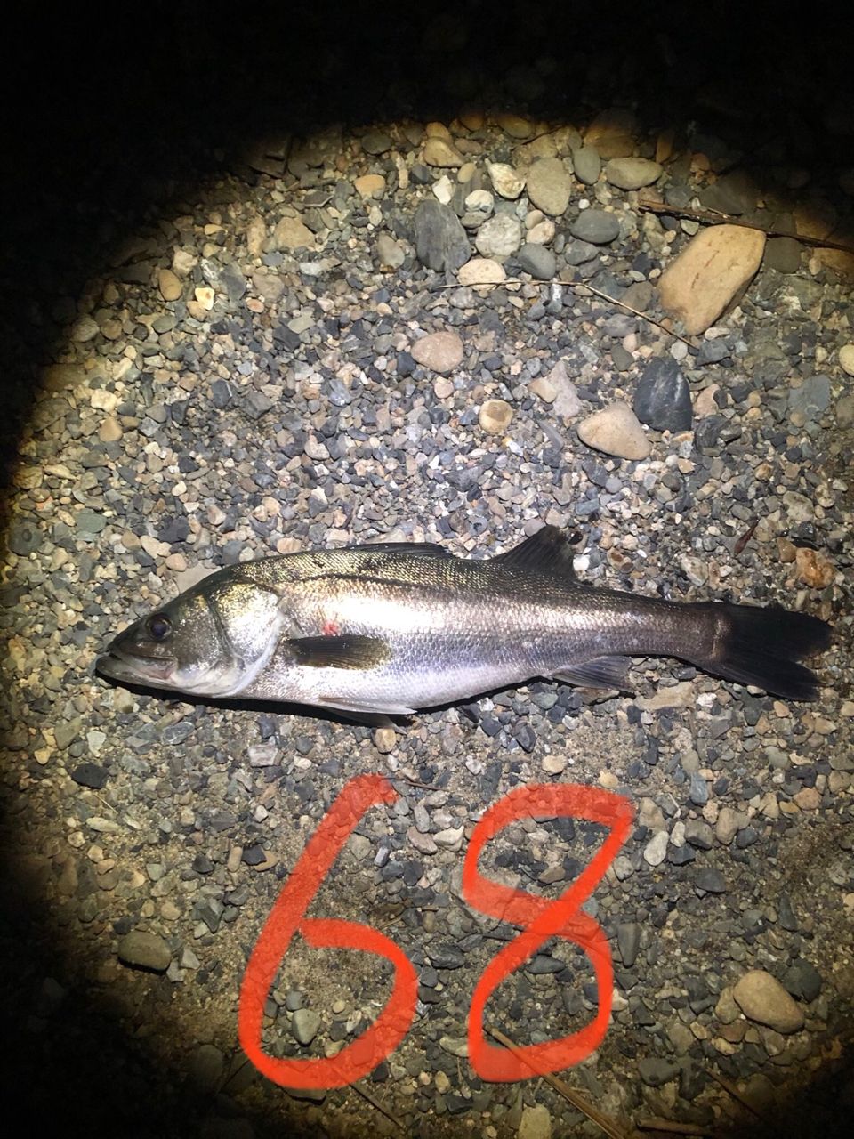 シーバスの釣果写真