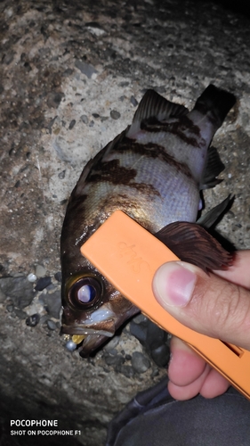 シロメバルの釣果