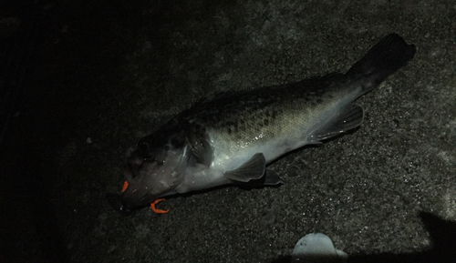 クロソイの釣果