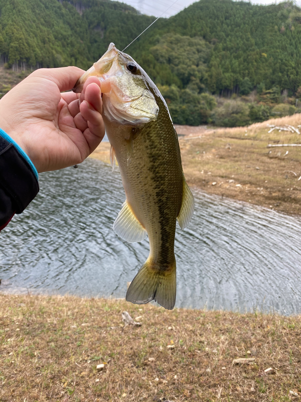 ブラックバス