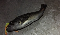 クロソイの釣果