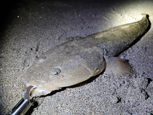 マゴチの釣果