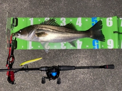 フッコ（マルスズキ）の釣果