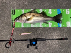 フッコ（マルスズキ）の釣果