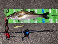 フッコ（マルスズキ）の釣果