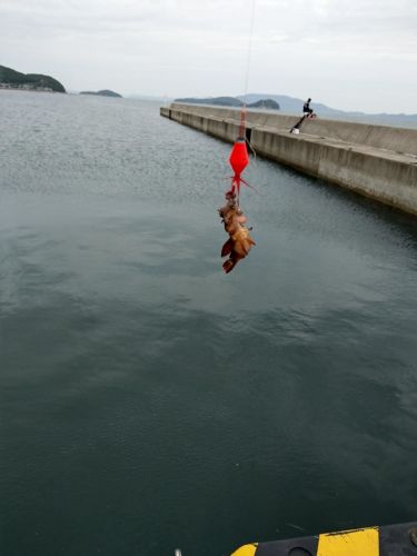 ハオコゼの釣果