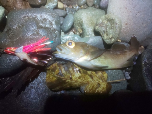 ガヤの釣果