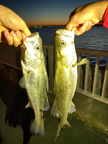 シーバスの釣果