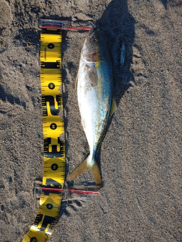 イナダの釣果