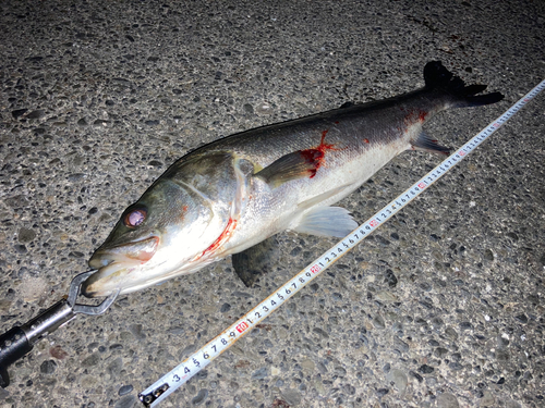 シーバスの釣果