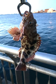 アヤメカサゴの釣果