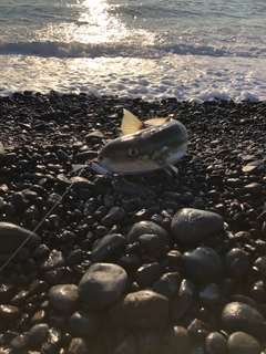 シロサバフグの釣果