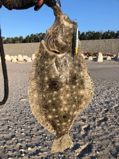 ヒラメの釣果