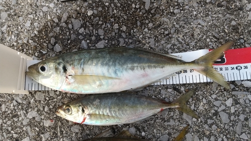 アジの釣果