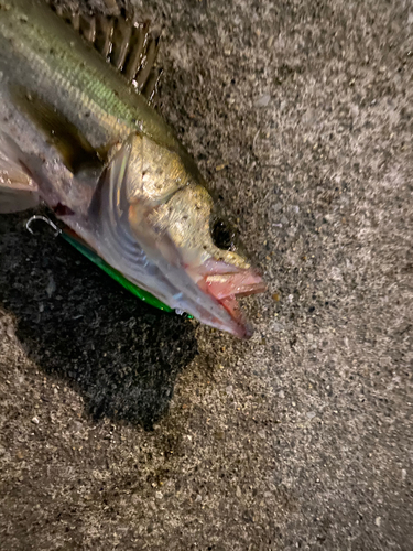 シーバスの釣果