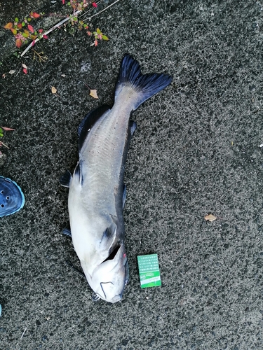 アメリカナマズの釣果