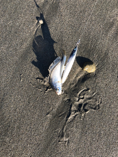 コノシロの釣果