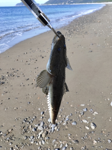 コチの釣果