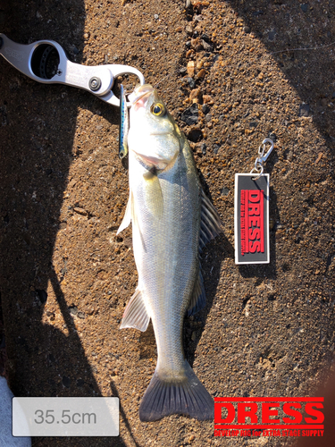 シーバスの釣果