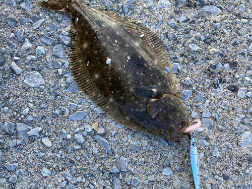 ソゲの釣果