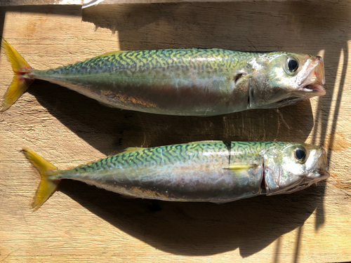 サバの釣果