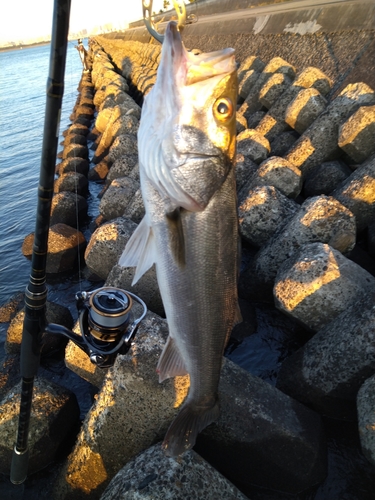 シーバスの釣果