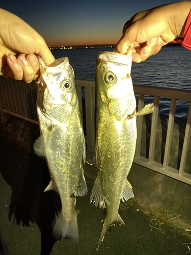 シーバスの釣果