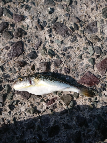 クサフグの釣果