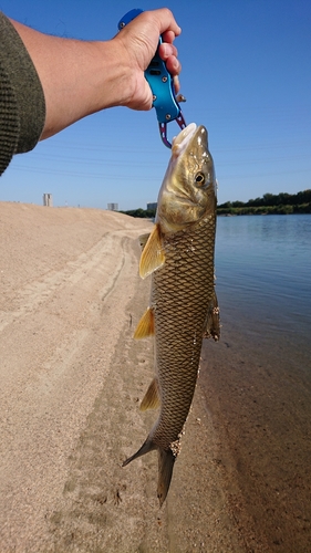 ニゴイの釣果