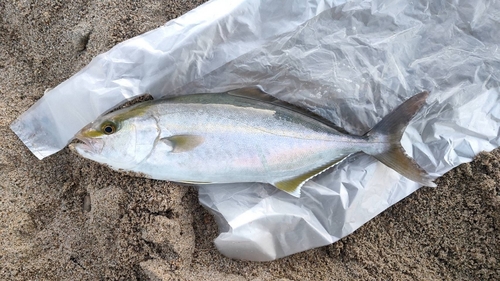 ショゴの釣果