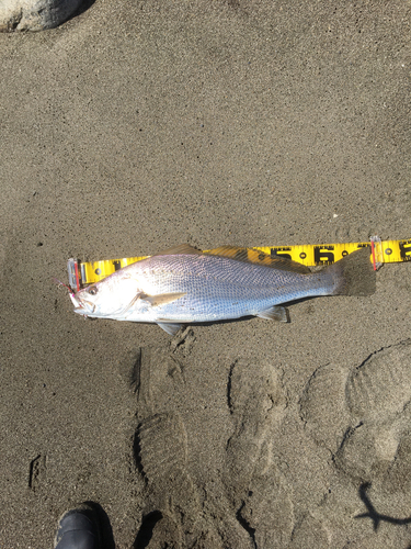 ニベの釣果