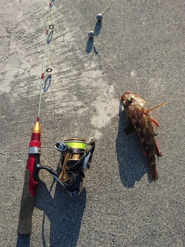 カサゴの釣果