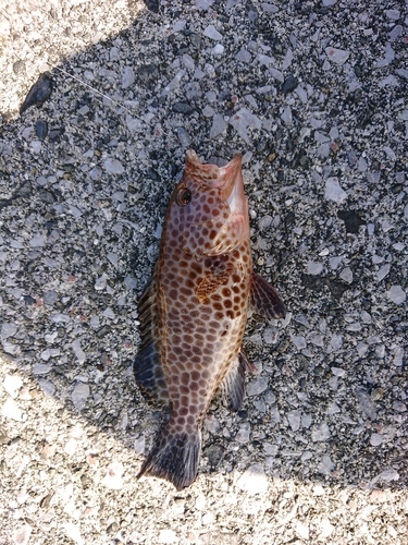 オオモンハタの釣果