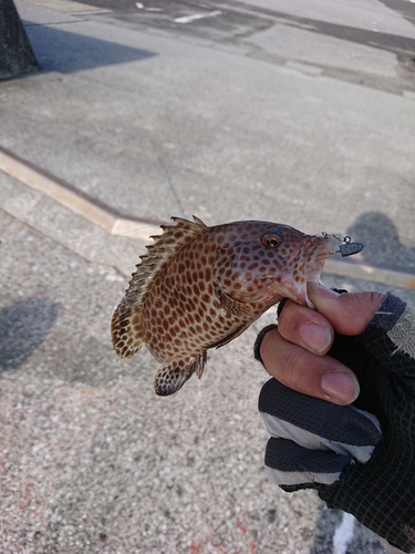 オオモンハタの釣果