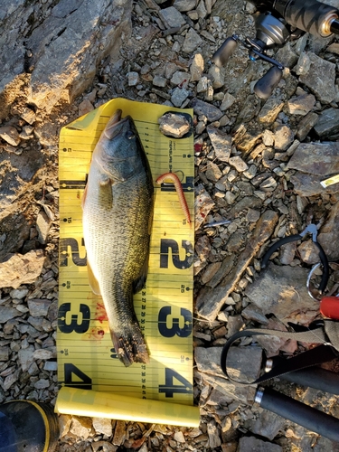 ブラックバスの釣果