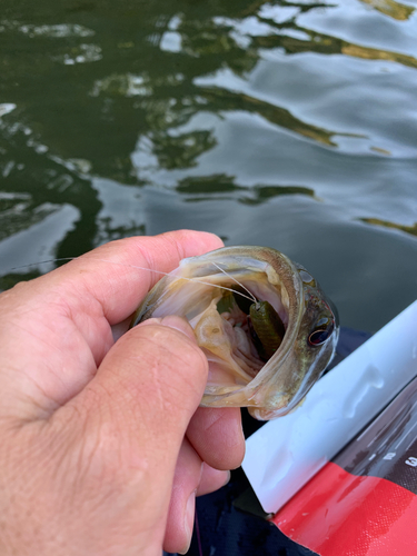 ラージマウスバスの釣果